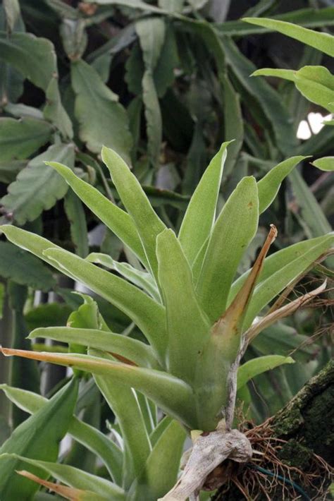 Catopsis Di Bromelia